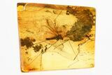 Fossil Crane Fly (Limoniidae) In Baltic Amber #357823-1